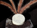 Exfoliating bar soap